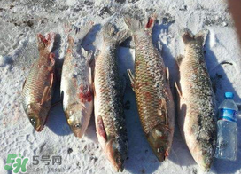 小滿(mǎn)怎么釣魚(yú)？小滿(mǎn)釣魚(yú)技巧