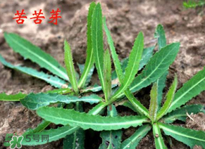 苦苦菜怎么腌制？怎樣腌制苦苦菜？