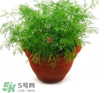 茴香菜什么時候種？茴香菜什么季節(jié)吃