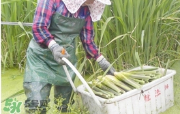 茭白是什么菜？茭白是什么植物