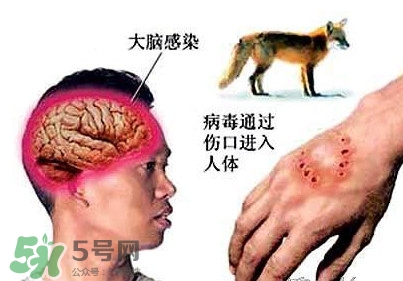 狂犬病是通過什么傳播的？狂犬病傳播途徑有哪些