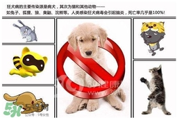 狂犬病是通過什么傳播的？狂犬病傳播途徑有哪些