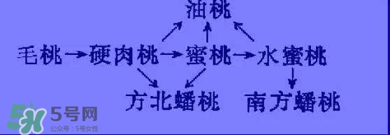 沒有毛的桃子叫什么？桃子毛為什么會(huì)癢？