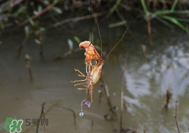 釣龍蝦用什么肉？釣龍蝦用什么肉是最厲害的？