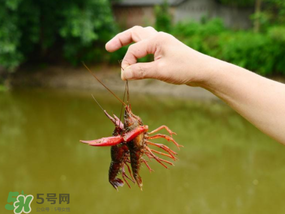 釣龍蝦用什么肉？釣龍蝦用什么肉是最厲害的？