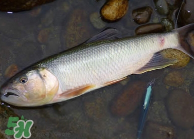 馬口魚多少錢一斤2017？野生馬口魚多少錢一斤？