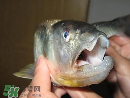 馬口魚怎么釣？馬口魚什么時候釣最好