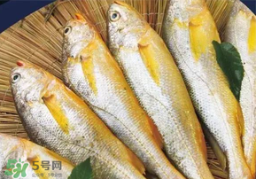 小黃魚長大后會(huì)不會(huì)變成大黃魚？