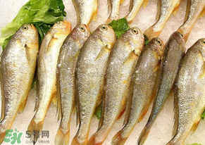 小黃魚長大后會(huì)不會(huì)變成大黃魚？