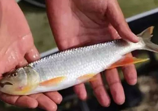 馬口魚能長多大？馬口魚最大能長多長？