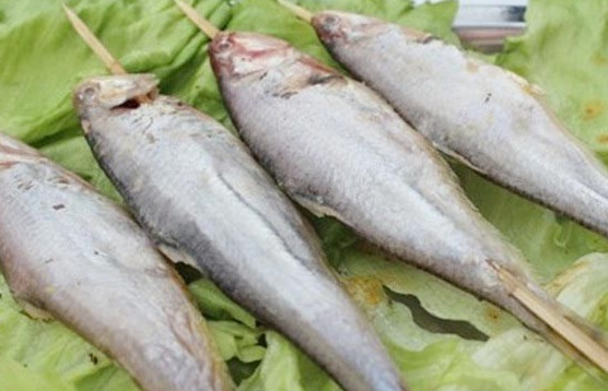 釣馬口魚(yú)用什么餌料？釣馬口魚(yú)用什么打窩？