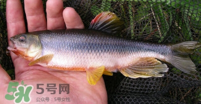 馬口魚多少錢一斤2017？野生馬口魚多少錢一斤？