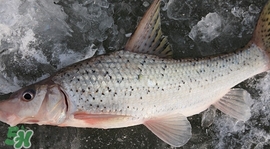 釣翹嘴魚用什么餌料好？翹嘴魚什么時候好釣