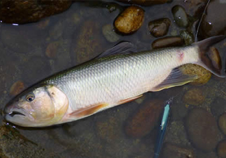 馬口魚多少錢一斤2017？野生馬口魚多少錢一斤？