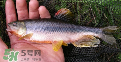 馬口魚能長多大？馬口魚最大能長多長？