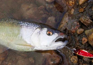 釣馬口魚用什么餌料？釣馬口魚用什么打窩？