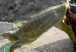 如何區(qū)分野生甲魚？野生甲魚辨識圖片