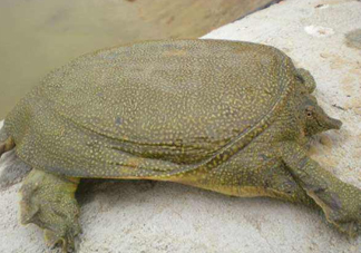 如何區(qū)分野生甲魚？野生甲魚辨識(shí)圖片