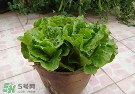 六月份可以種生菜嗎？夏天可以種生菜嗎？