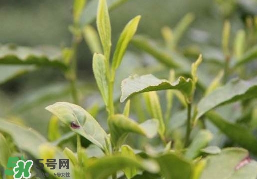 喝信陽毛尖有什么好處？信陽毛尖是紅茶還是綠茶？