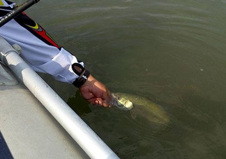 釣海鱸魚什么時候最好？釣海鱸魚用什么樣的魚餌？