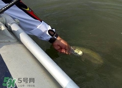 釣海鱸魚什么時(shí)候最好？釣海鱸魚用什么樣的魚餌？