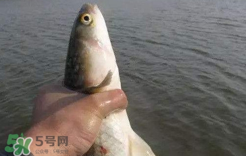 釣海鱸魚什么時(shí)候最好？釣海鱸魚用什么樣的魚餌？