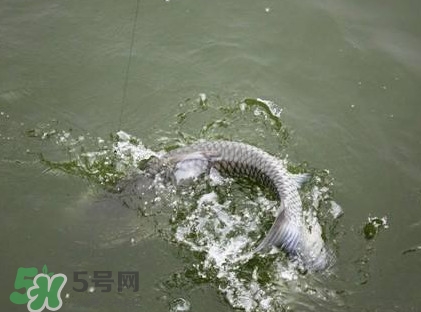 釣青魚(yú)怎么調(diào)漂圖解？釣青魚(yú)最佳調(diào)漂是幾目