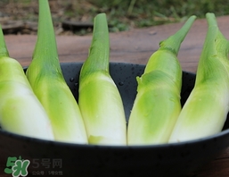 篙芭是什么菜?篙芭長什么樣子?