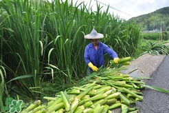 哪些人不能吃篙芭?篙芭適合哪些人吃?