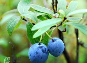 藍(lán)莓熱量高嗎？藍(lán)莓醬熱量高嗎？