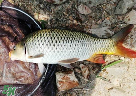 六月份怎么釣鯉魚？六月份釣鯉魚技巧