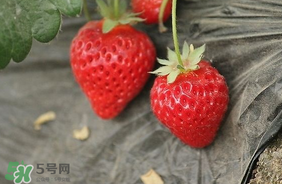 夏天有草莓嗎？夏天草莓結(jié)果嗎？