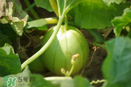 菜瓜多少錢(qián)一斤？菜瓜怎么挑？