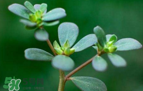 螞蚱菜對人體有哪些好處？螞蚱菜不能和什么一起吃