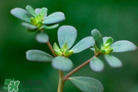 螞蚱菜和鵝蛋能在一起吃嗎？鵝蛋可以和螞蚱菜一起吃嗎