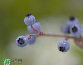 野生藍(lán)莓多少錢一斤？野生藍(lán)莓多少錢一箱？