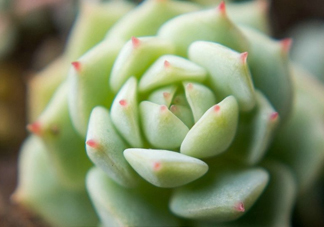 多肉植物能吃嗎？多肉植物哪些可以吃