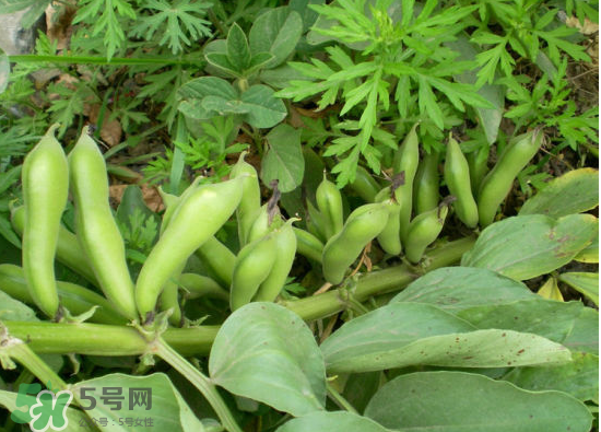 夏天可以種什么蔬菜？夏天適合種什么蔬菜？