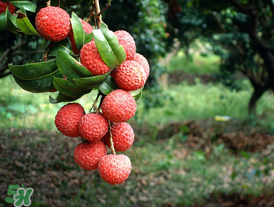 8月份還有荔枝嗎？荔枝幾月份下市？