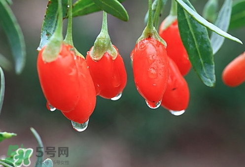 青海和寧夏枸杞哪個(gè)好？青海枸杞和寧夏枸杞的區(qū)別