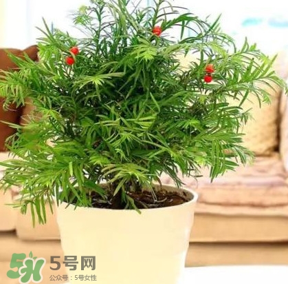 紅豆杉是什么？紅豆杉是裸子植物還是被子植物