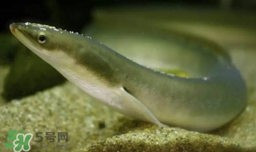 鰻魚是鱔魚嗎？鰻魚是白鱔嗎