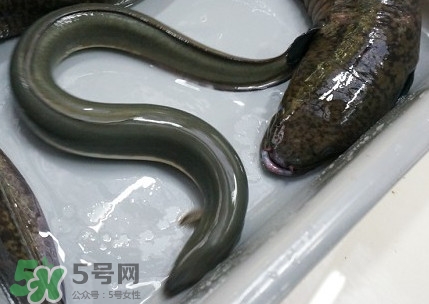 鰻魚多少錢一斤？野生鰻魚多少錢一斤