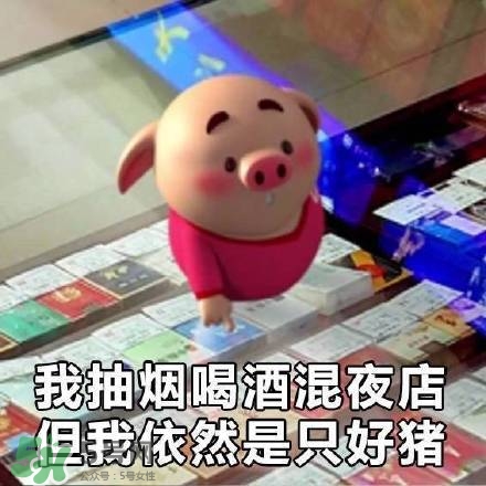 豬小屁表情包是什么？豬小屁表情包為什么這么火？