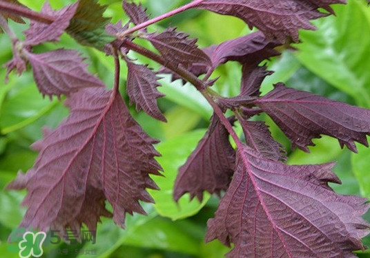 紫蘇是什么植物？紫蘇是發(fā)物嗎？