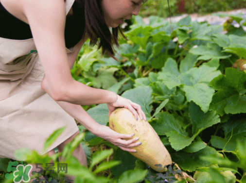 入伏種什么菜？入伏適合種哪些蔬菜？