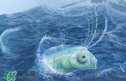 皇帶魚可以吃嗎？皇帶魚是帶魚的一種嗎