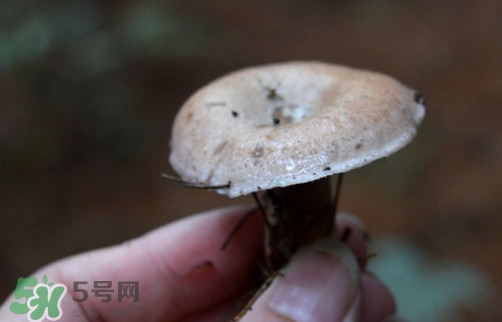 重陽菌什么時(shí)候有？重陽菌不能與什么食物一起吃