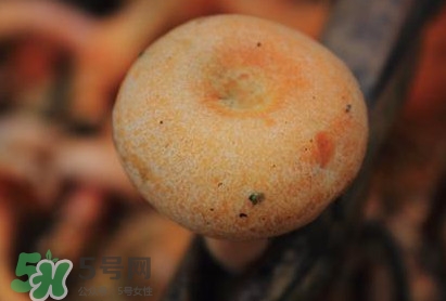 重陽(yáng)菌可以種植嗎？重陽(yáng)菌為什么不能人工種植？